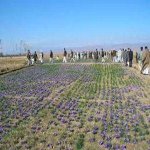 کاشت زعفران